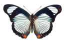 butterfly1