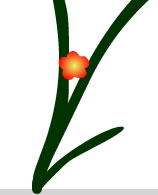 flower illustration