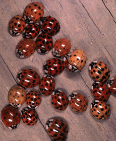 ladybugs