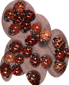 ladybug selection